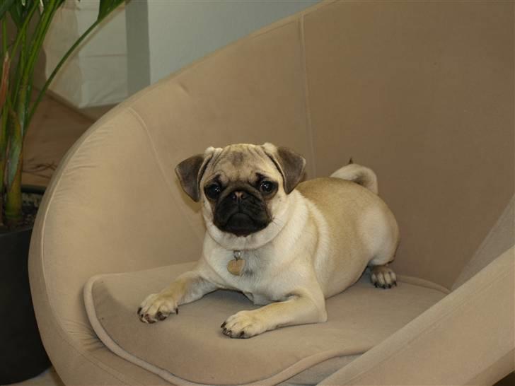 Mops Malie billede 7