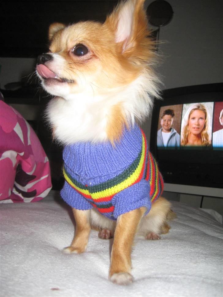 Chihuahua Chiquita <3 - Der sad lige noget på min næse :) billede 1