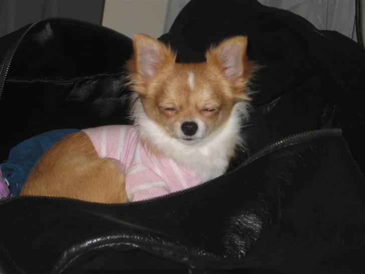 Chihuahua Chiquita <3 - Vi tar´ lige en lur i mor´s taske :) billede 2