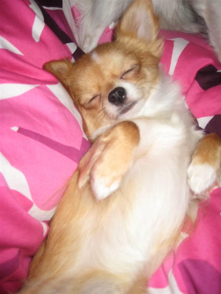 Chihuahua Chiquita <3 - GODNAT! billede 3