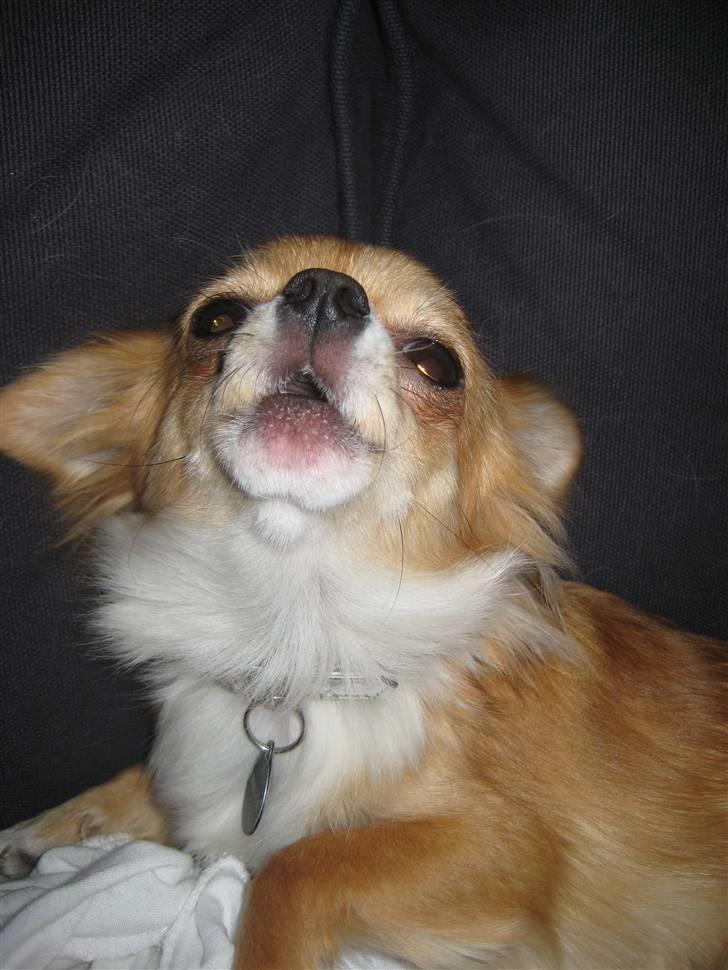 Chihuahua Chiquita <3 - Her hyler vi med flokken :p billede 4