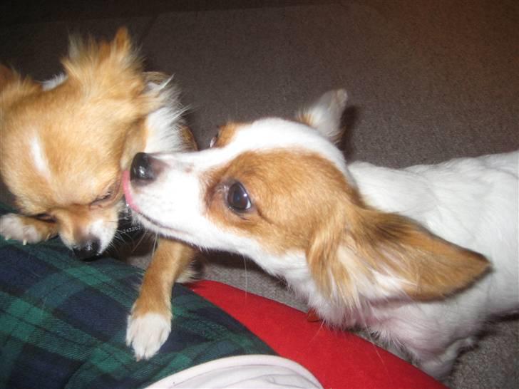 Chihuahua Chiquita <3 - Kys fra storesøster :* billede 5