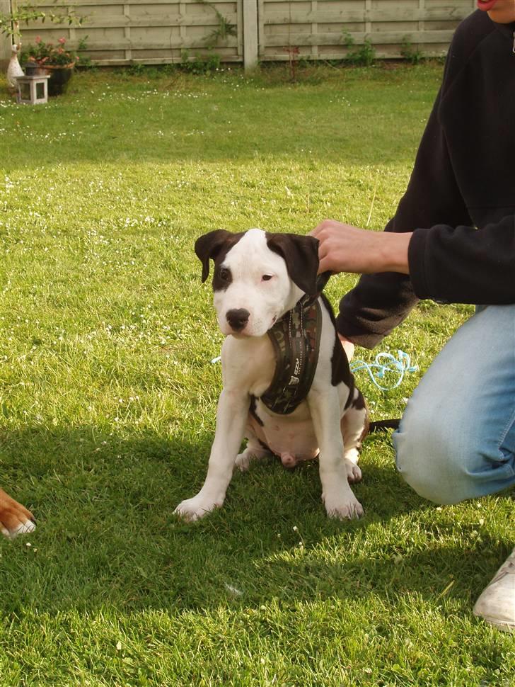 Amerikansk staffordshire terrier Cæser R.I.P - Her sidder jeg sammen med far. Jeg er ikke så god til at sidde stille, det meget sjovere at snuse rundt og lege :) billede 2