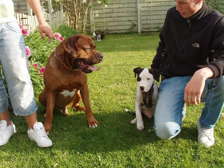 Amerikansk staffordshire terrier Cæser R.I.P - Til venstre sidder Argo, min gode lege ven og jeg sidder med min far :) billede 3