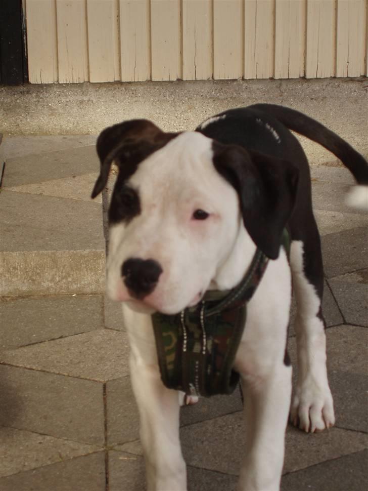 Amerikansk staffordshire terrier Cæser R.I.P - Her står jeg fint og venter på at billedet bliver taget og bagefter får jeg en godbid - jubii :D billede 4