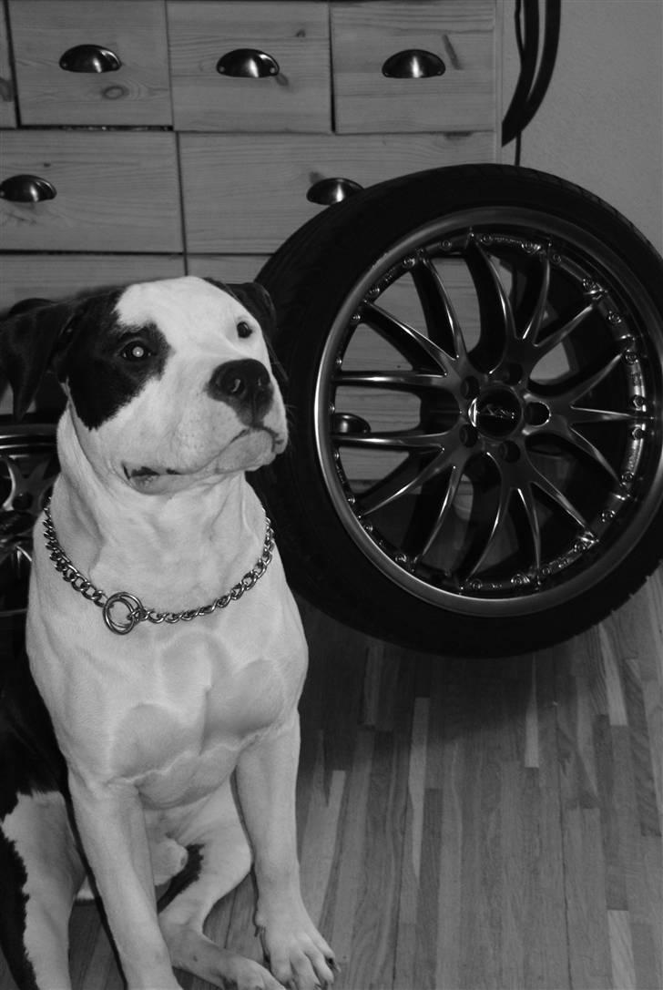 Amerikansk staffordshire terrier Cæser R.I.P billede 5