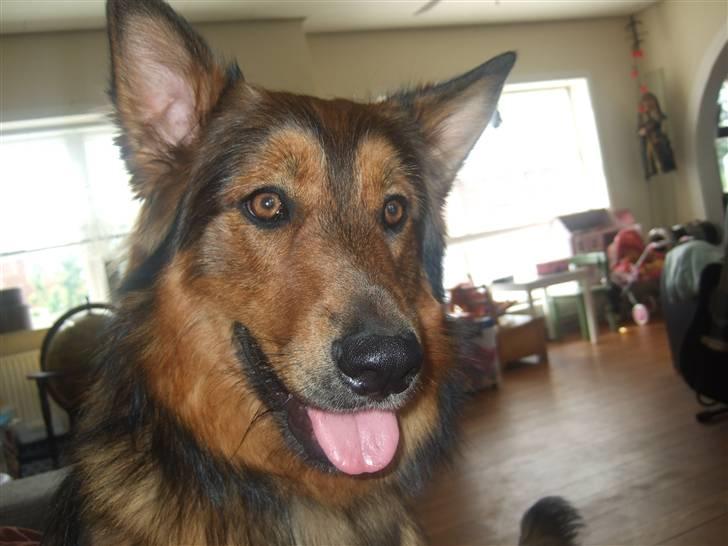 Blanding af racer bandit billede 8