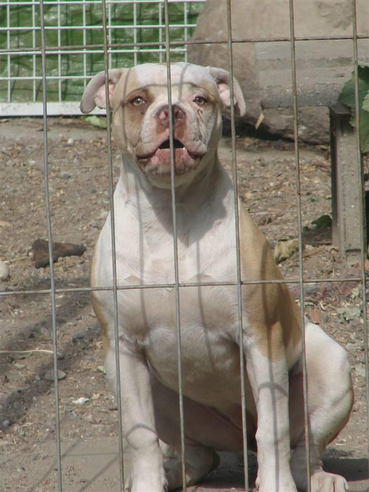 Amerikansk bulldog Sweet Little Alba(Rest in peace) billede 16
