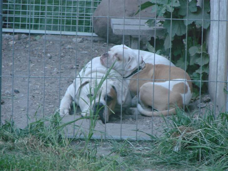 Amerikansk bulldog Sweet Little Alba(Rest in peace) billede 17