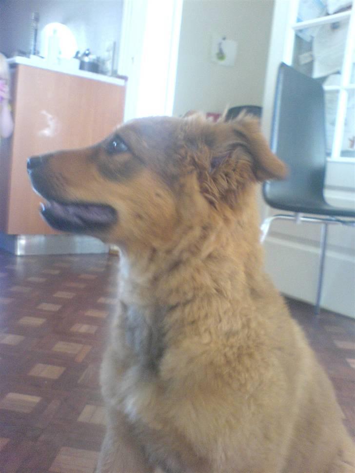 Blanding af racer bandit billede 10