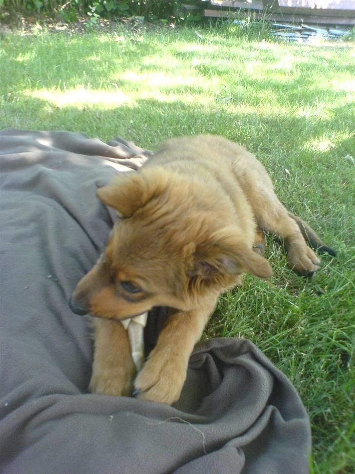 Blanding af racer bandit billede 11