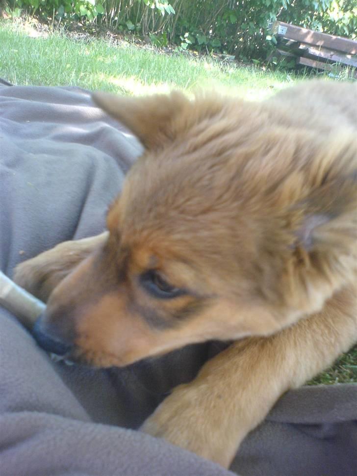 Blanding af racer bandit billede 12