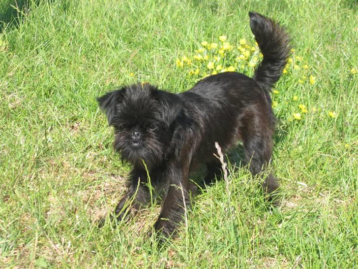 Griffon belge Ramona - Driller kattene. billede 4