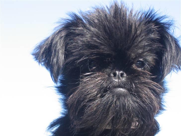 Griffon belge Ramona - Er jeg ikke bare dejlig. billede 8