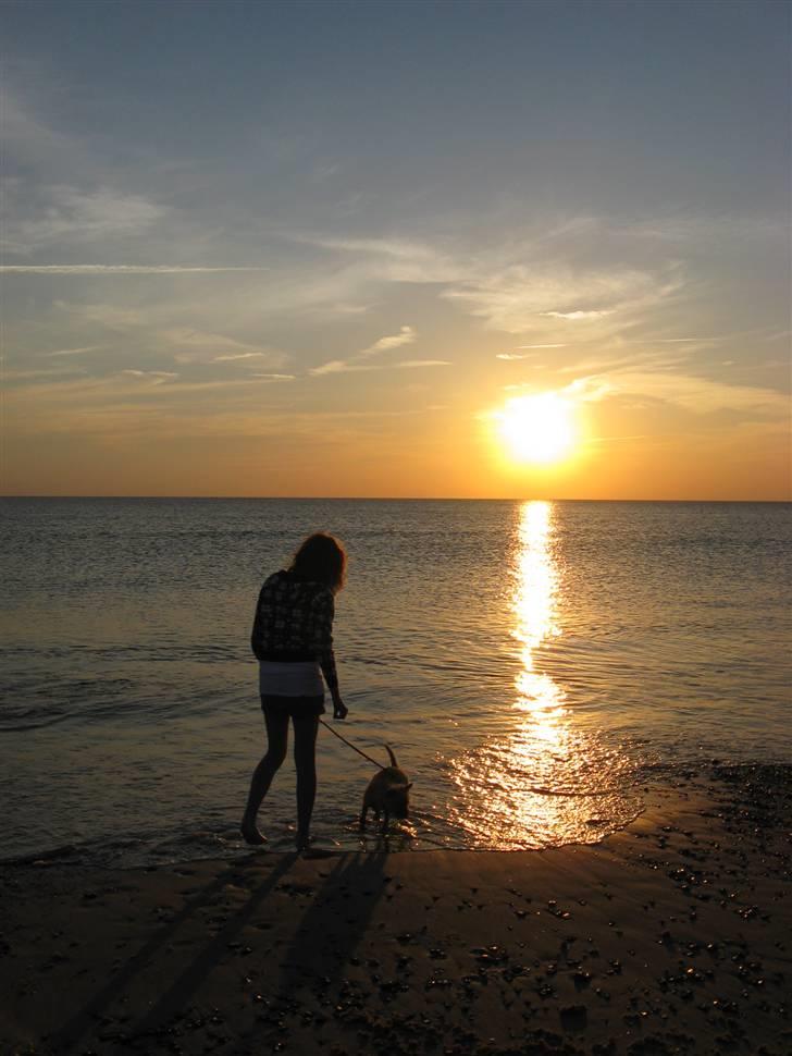 Cairn terrier Fie <3 *VIP* - Fie og Jeg på stranden sommeren 2008 <3. billede 8