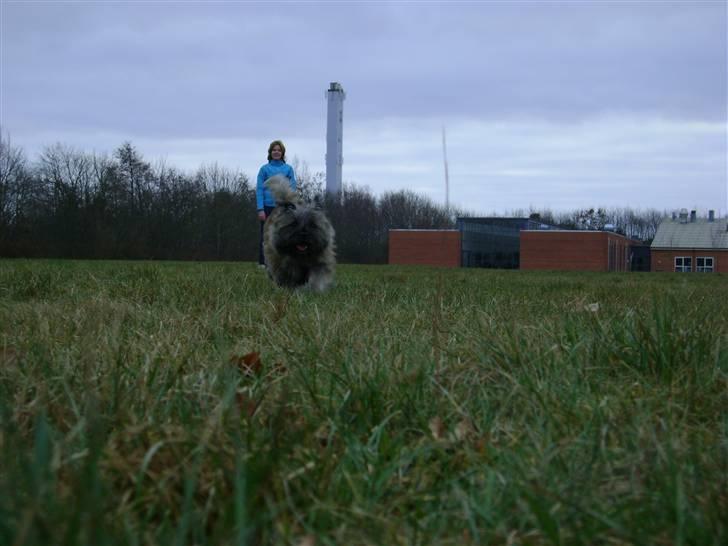 Cairn terrier Fie <3 *VIP* - Fie i løb over marken :D foto: Emma Borum :) billede 9