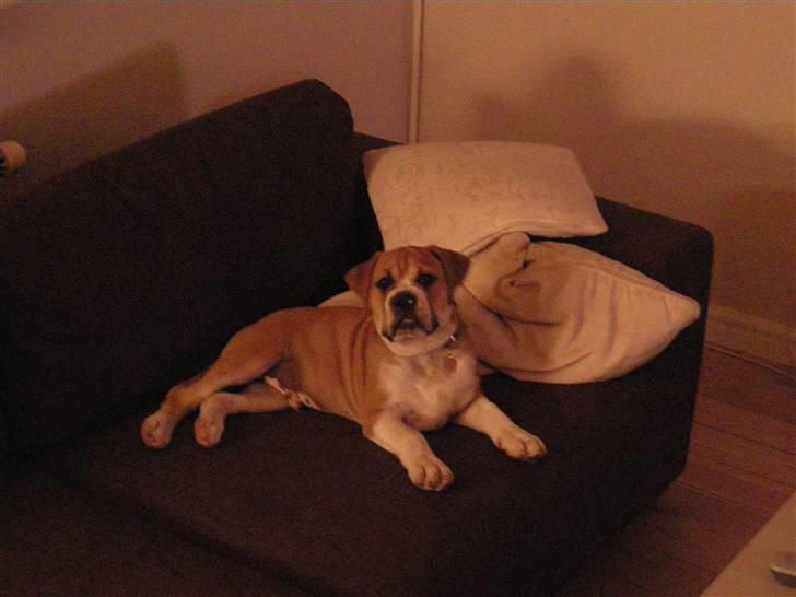 Olde english bulldogge Baloo (Zeoli Kuma) - hvad??? billede 10