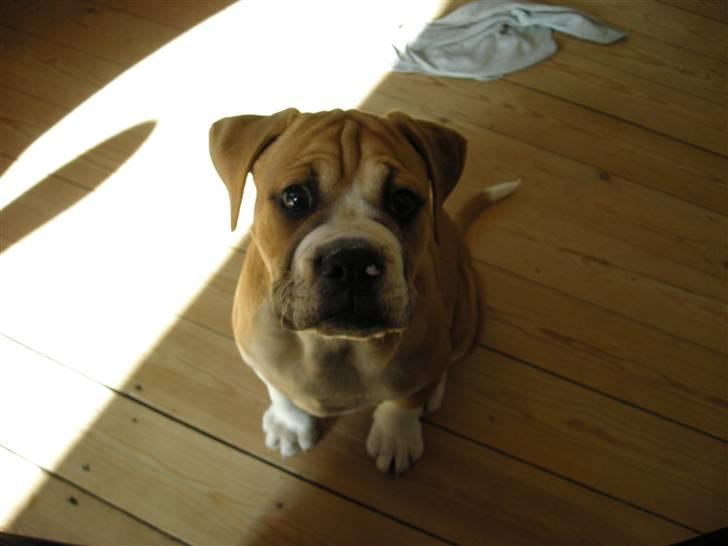 Olde english bulldogge Baloo (Zeoli Kuma) - jeg er blevet go´ til "sit" :) billede 11