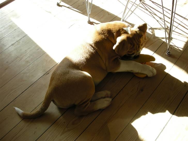 Olde english bulldogge Baloo (Zeoli Kuma) - dejligt med sol på ryggen og mit pivedyr billede 12