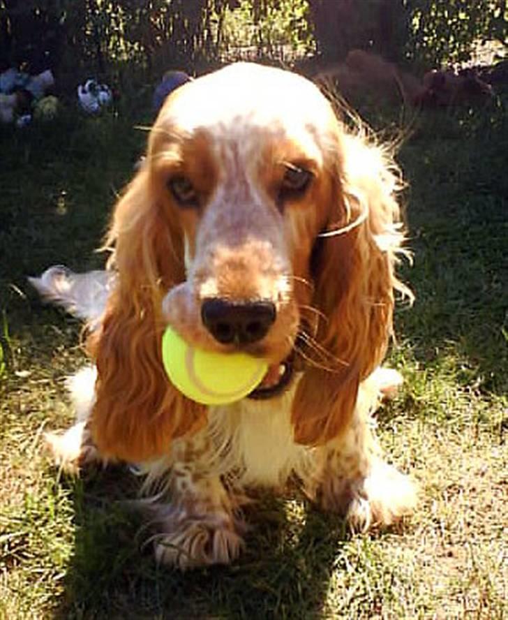 Cocker spaniel Buller - Wuhuu.. Helt ny tennisbold - nam nam :-) billede 16