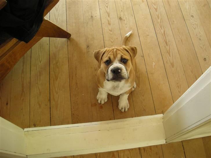 Olde english bulldogge Baloo (Zeoli Kuma) - gi´ mig så den godbid! billede 13