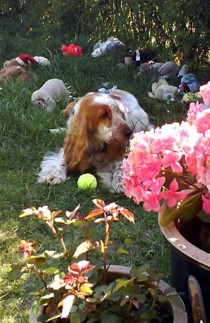 Cocker spaniel Buller - Hørte du det mor? billede 17