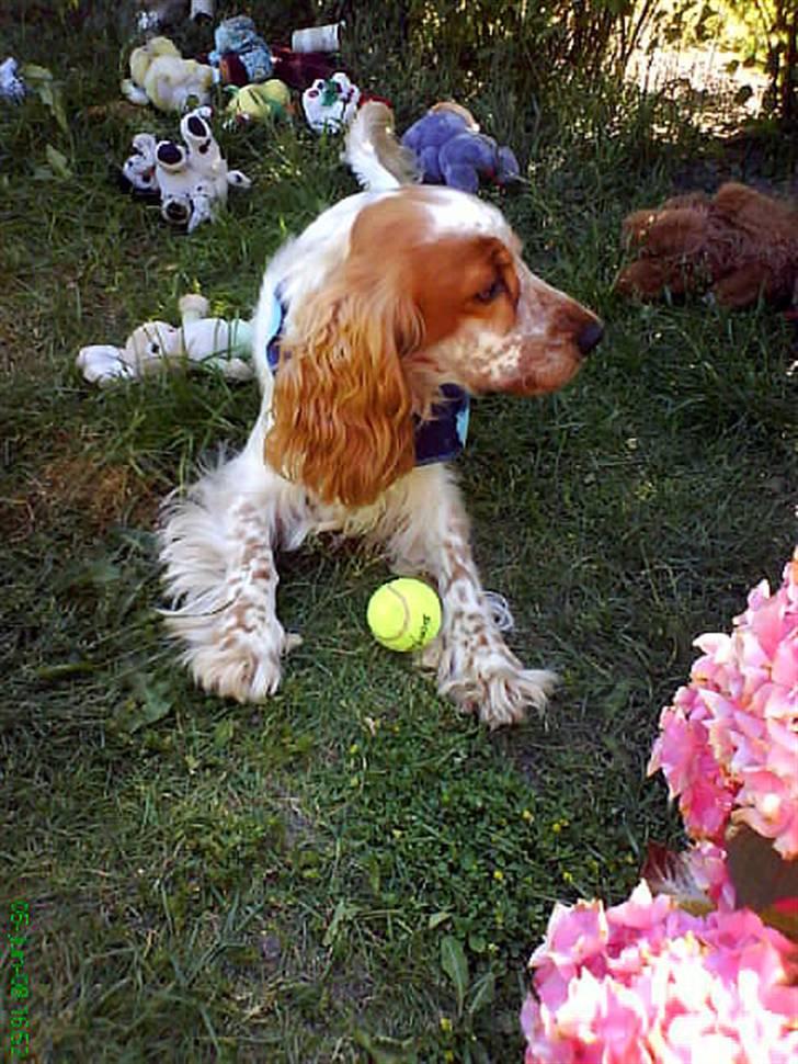 Cocker spaniel Buller - Tror de kommer for at tage mit legetøj :-O Og mig som har så lidt! :-P billede 18