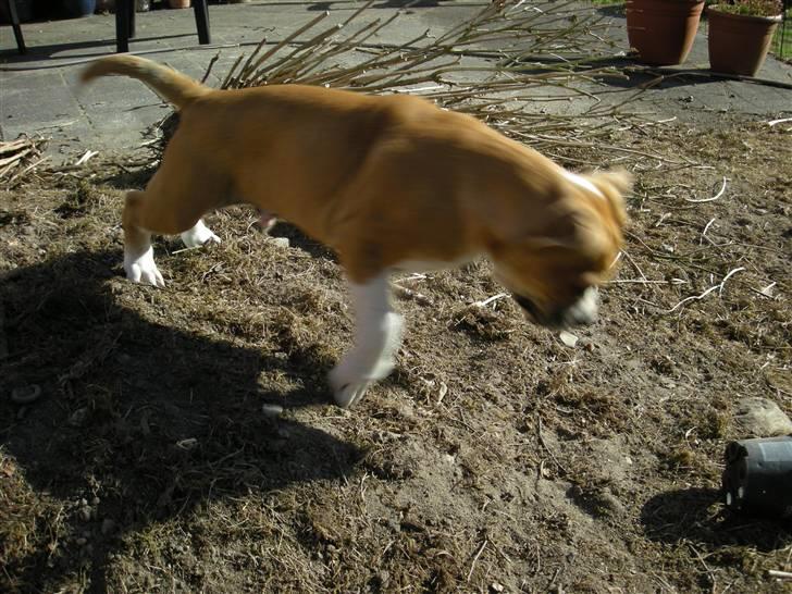 Olde english bulldogge Baloo (Zeoli Kuma) - wuhuu....hop....kom bare an urtepotte billede 14