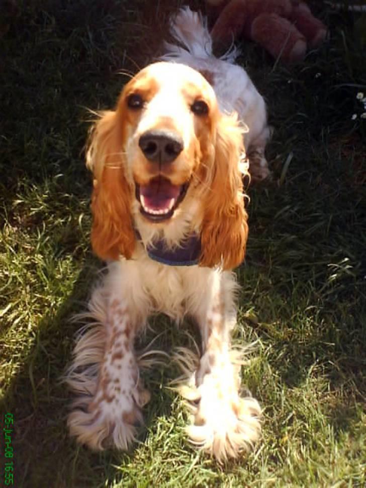 Cocker spaniel Buller - Nyeste billede af min baby. d. 5/6-08 billede 19