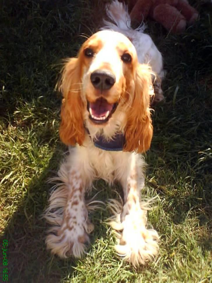 Cocker spaniel Buller - ELsker min dejlige have :-D billede 20