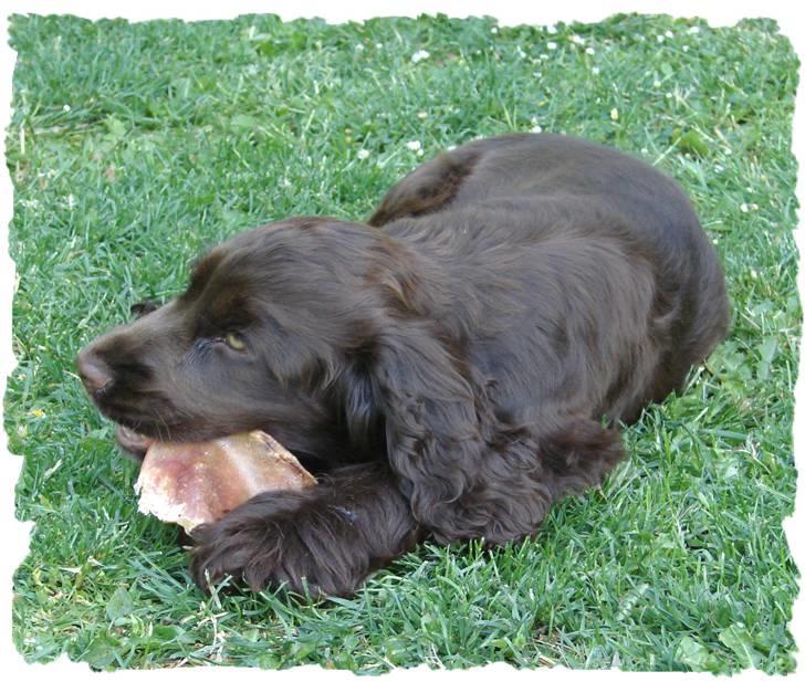 Cocker spaniel Choko - Choko (16 uger) spiser griseøre billede 14