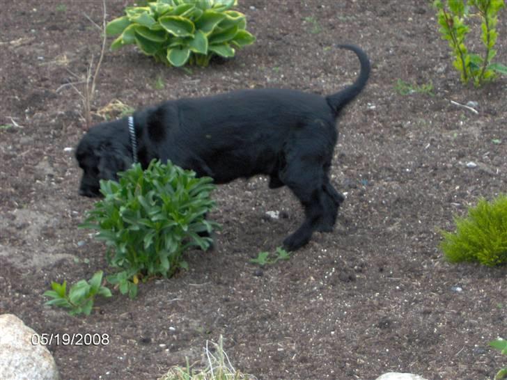 Field spaniel Calle (død:( ) - Den kan jeg lige tisse op af.. billede 11