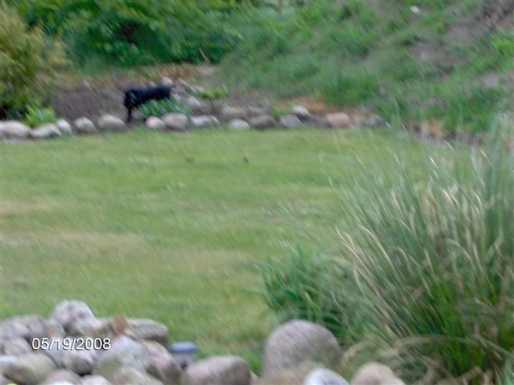 Field spaniel Calle (død:( ) - Kan i finde mig? billede 12