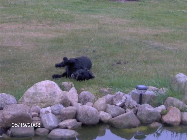 Field spaniel Calle (død:( ) - Så skal jeg da lige rulle mig lidt i græsset. billede 13