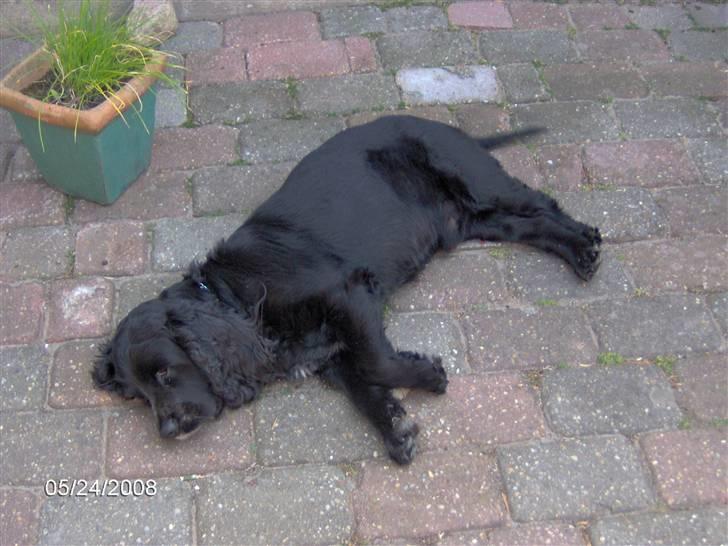 Field spaniel Calle (død:( ) - Jeg er lidt træt.. billede 14