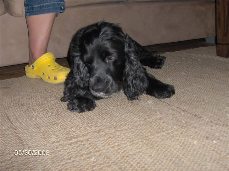 Field spaniel Calle (død:( ) billede 15