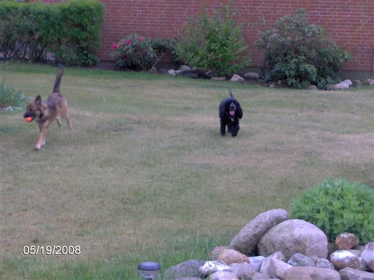 Field spaniel Calle (død:( ) billede 16