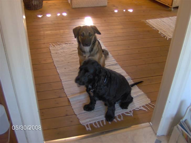 Field spaniel Calle (død:( ) billede 17