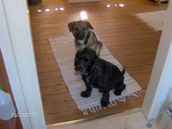 Field spaniel Calle (død:( ) - Mig og min "lillebror" billede 18