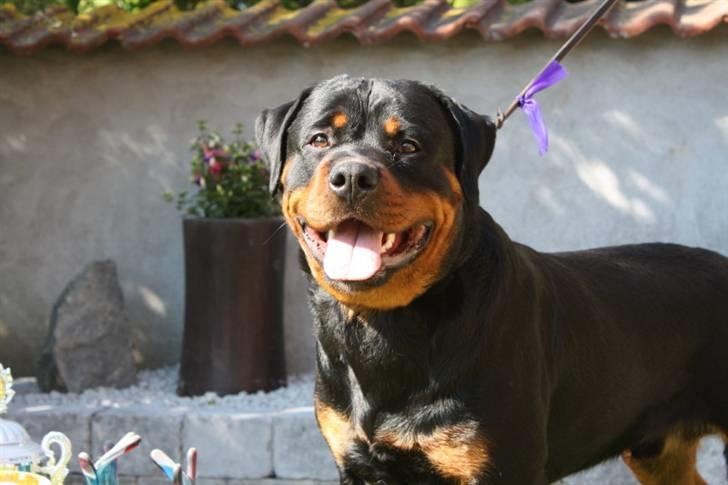 Rottweiler Xinka's Casko (R.I.P) - 15 mdr billede 1