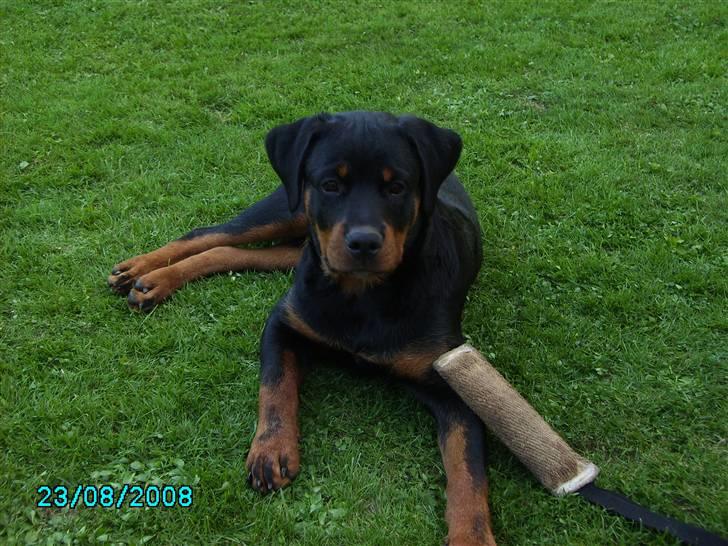 Rottweiler Xinka's Casko (R.I.P) - ca 5 mdr. billede 2