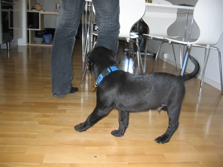 Labrador retriever Zacko billede 7