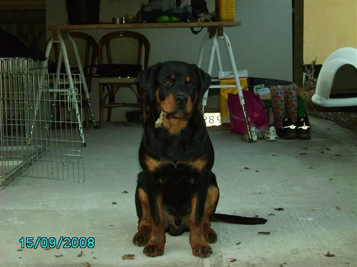 Rottweiler Xinka's Casko (R.I.P) - 6 mdr. billede 3