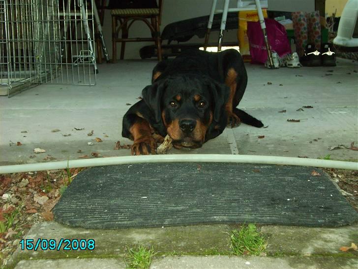 Rottweiler Xinka's Casko (R.I.P) - 6 mdr billede 4