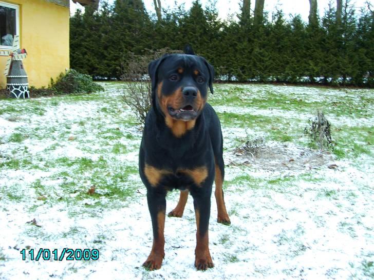 Rottweiler Xinka's Casko (R.I.P) - 10 måneder billede 5