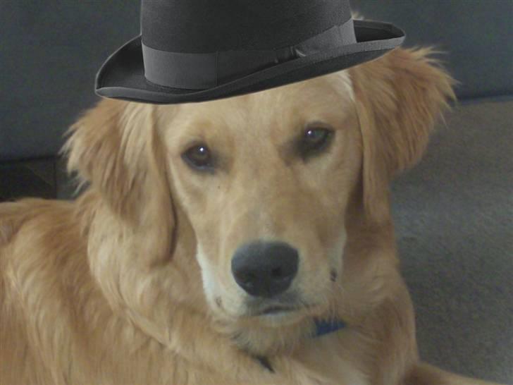 Golden retriever Charlie - Med en fin lille hat på :P (ingen Photoshop der... xD) billede 8