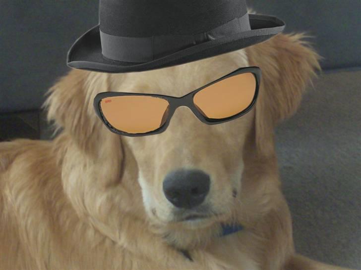 Golden retriever Charlie - Med en lille fin hat og solbriller .. (heller ingen Photoshop der... xD) billede 9