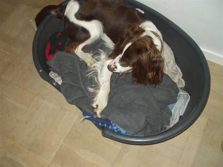Engelsk springer spaniel Hannibal - Hannibal, når han ligger i sin kurv. (: billede 3