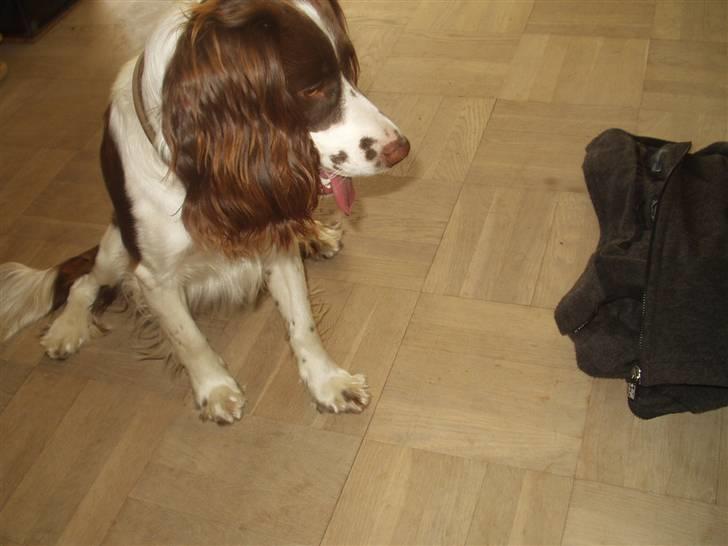 Engelsk springer spaniel Hannibal - Hannibal igen, der sad han i 2 minutter og stirrede på min taske XD billede 4