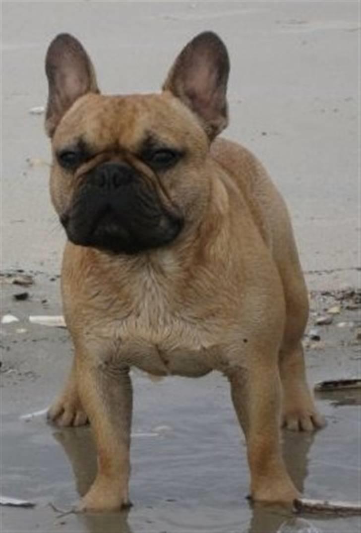 Fransk bulldog **Bosco** - 16 måneder billede 1